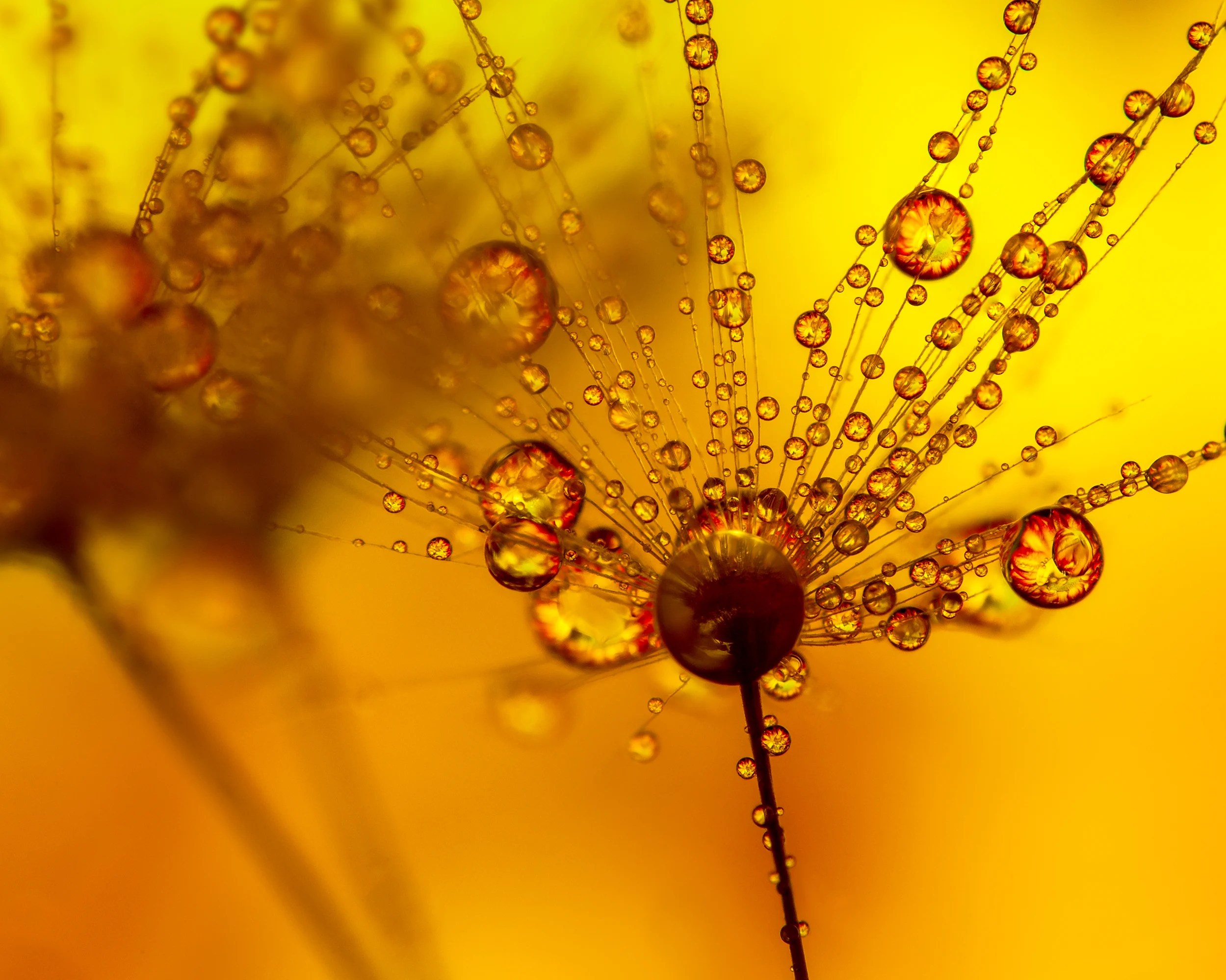 How to Shoot Refraction Macro Photos in Water Drops, Glass Beads and