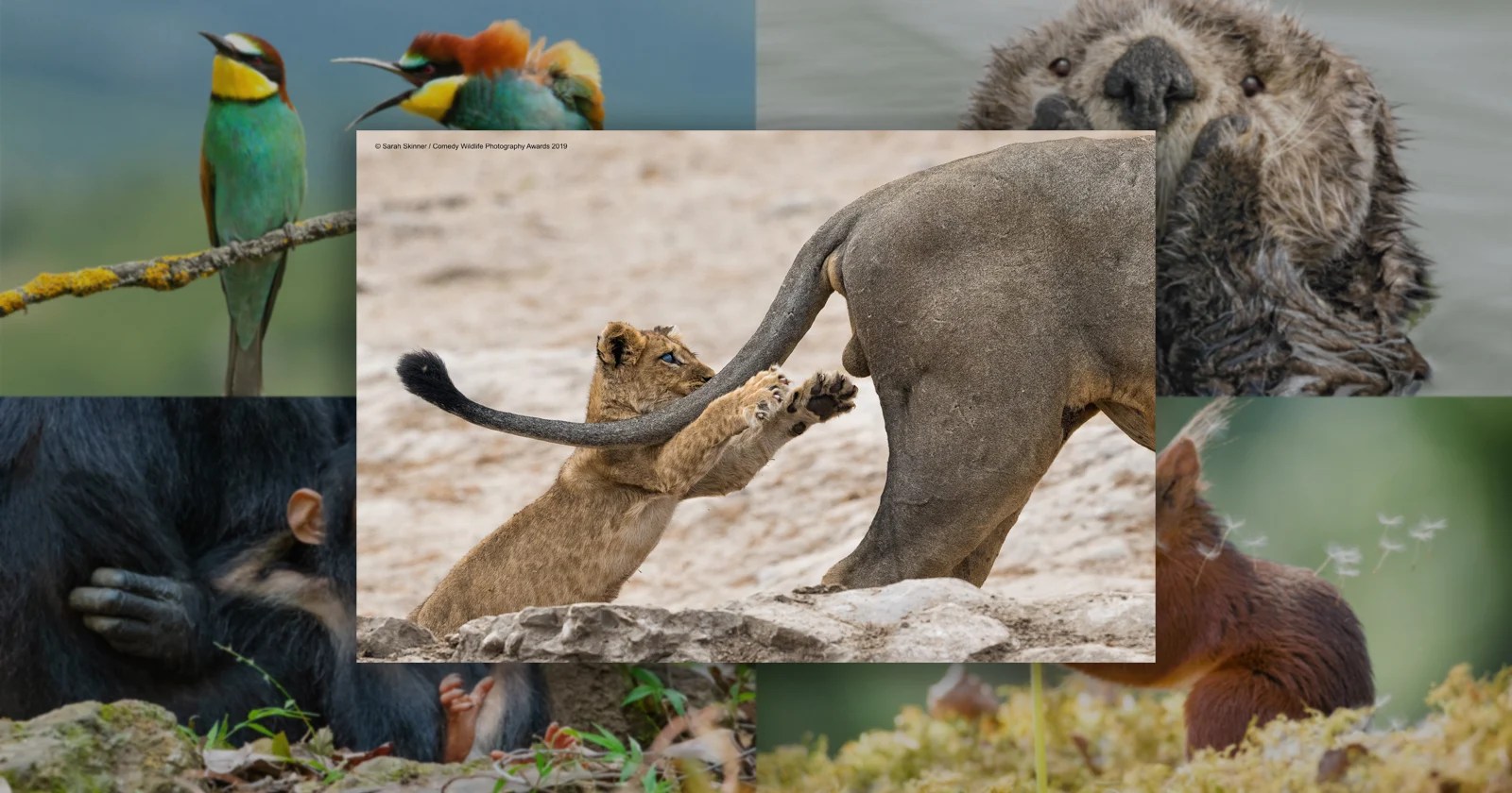 See the Hilarious Winners of the 2019 Comedy Wildlife Photography