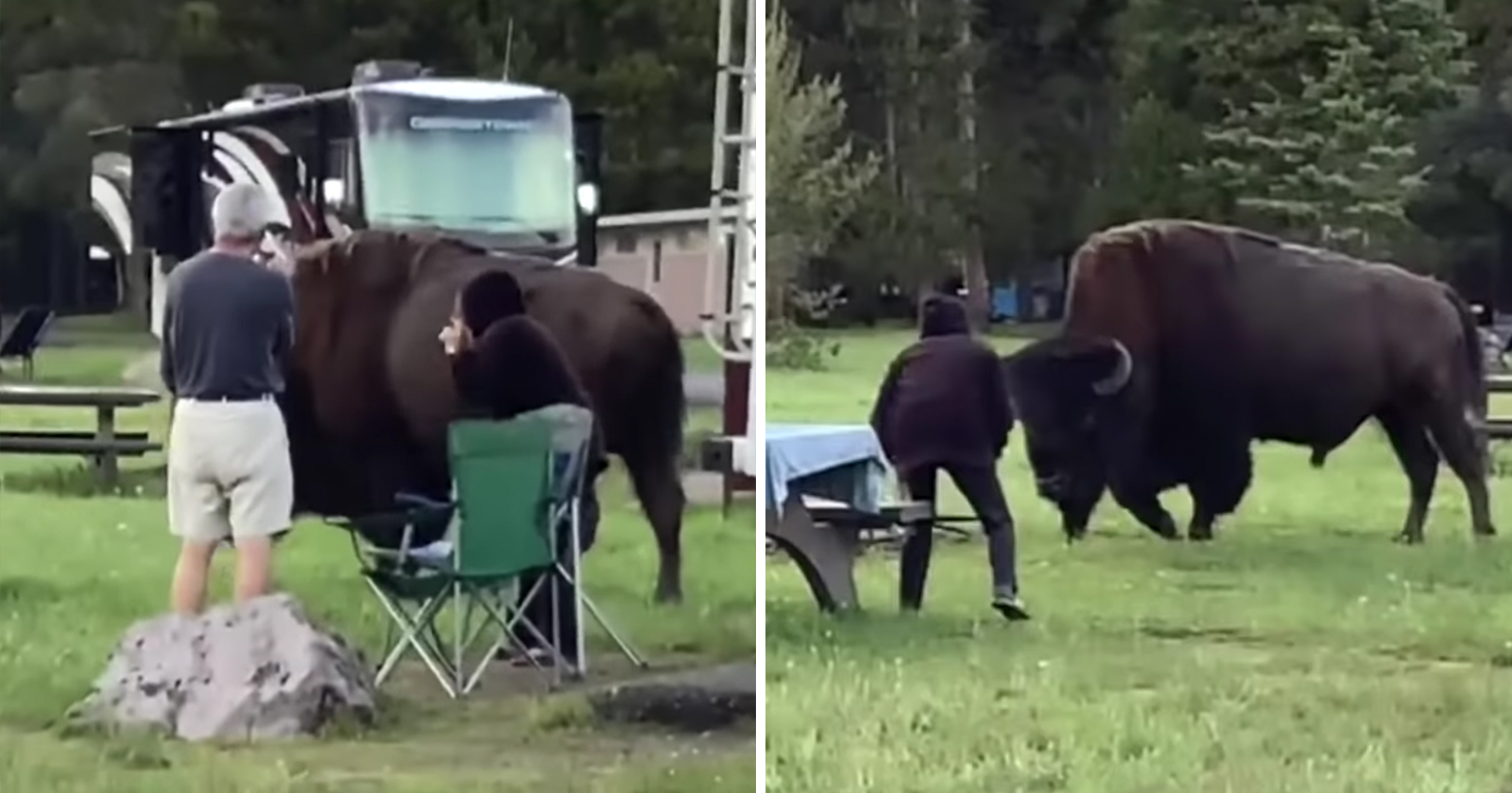A bison was walking near a boardwalk at black sand basin, just north of the old faithful geyser, when a tourist approached it, coming within 10 feet. Moments Leading Up to Yellowstone Bison Attack Caught on Camera PetaPixel