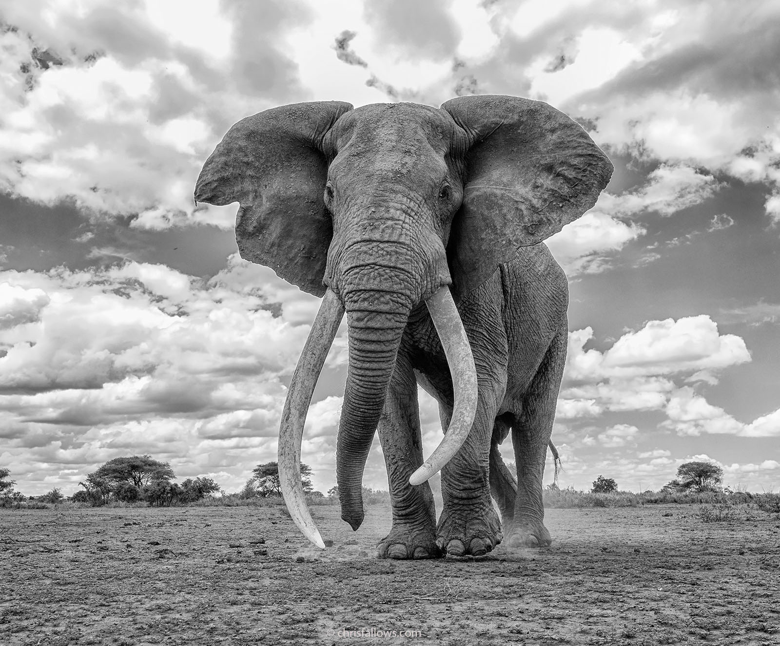 Photographer Shoots Fine Art Photos of Africa's Majestic Elephants