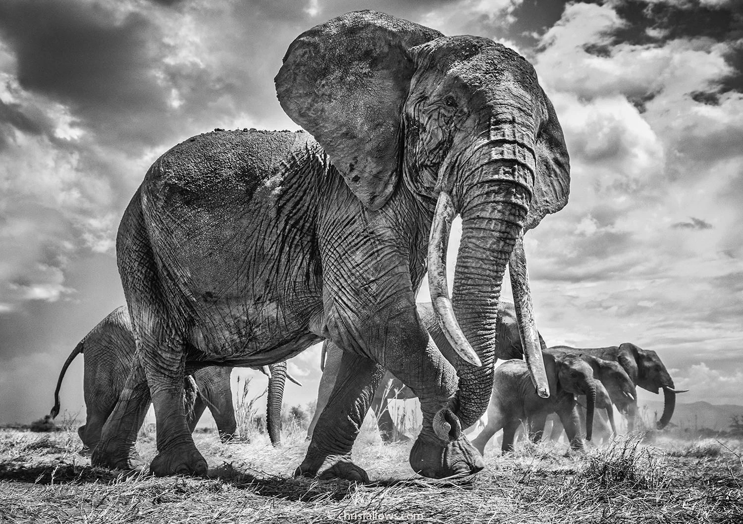 Photographer Shoots Fine Art Photos of Africa's Majestic Elephants