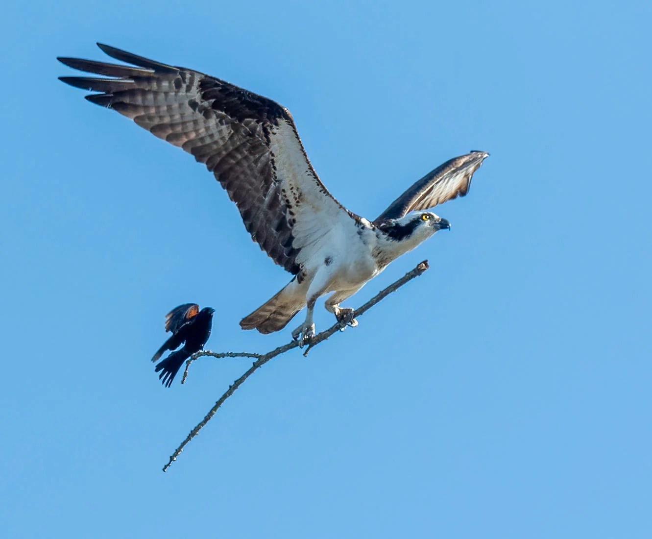 Photographer Snaps Bird Catching a Ride on Bigger Bird's Stick PetaPixel