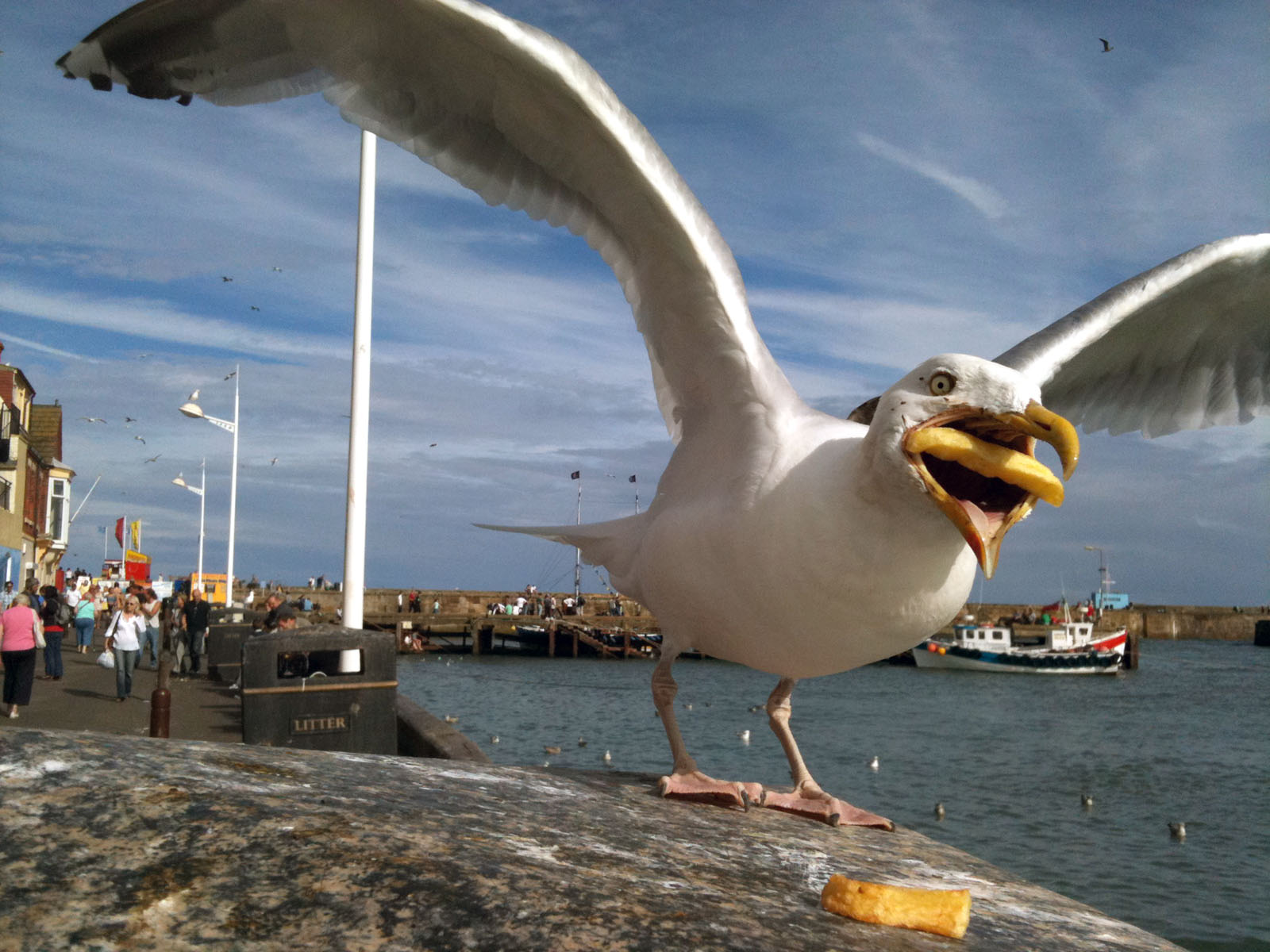 Google Buys Photographer's Shot of Seagull Chomping on a Fry PetaPixel