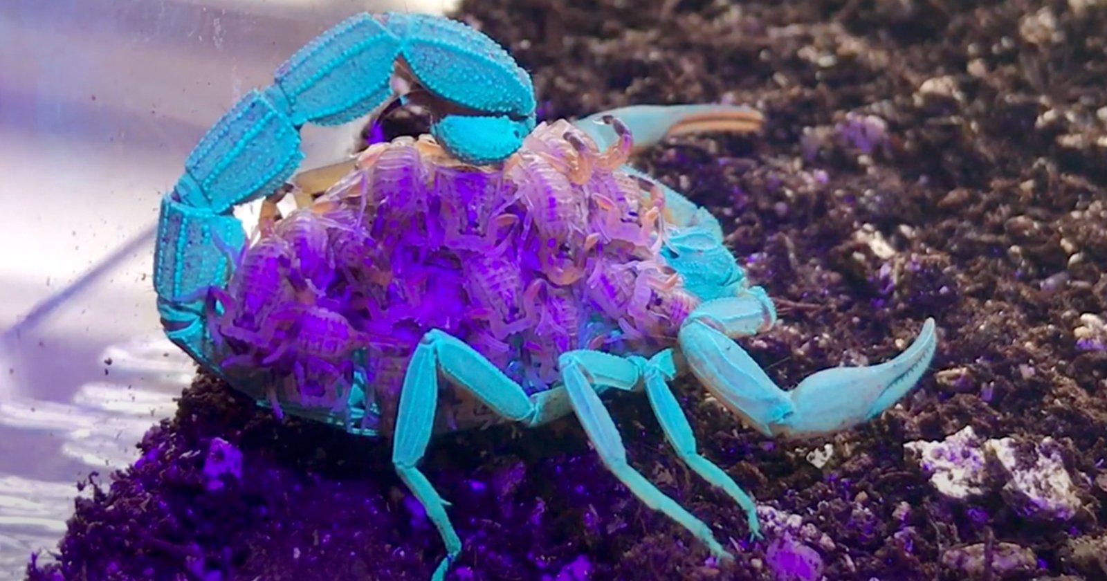 Watch a Scorpion and Its Young Glow Different Colors Under UV Light