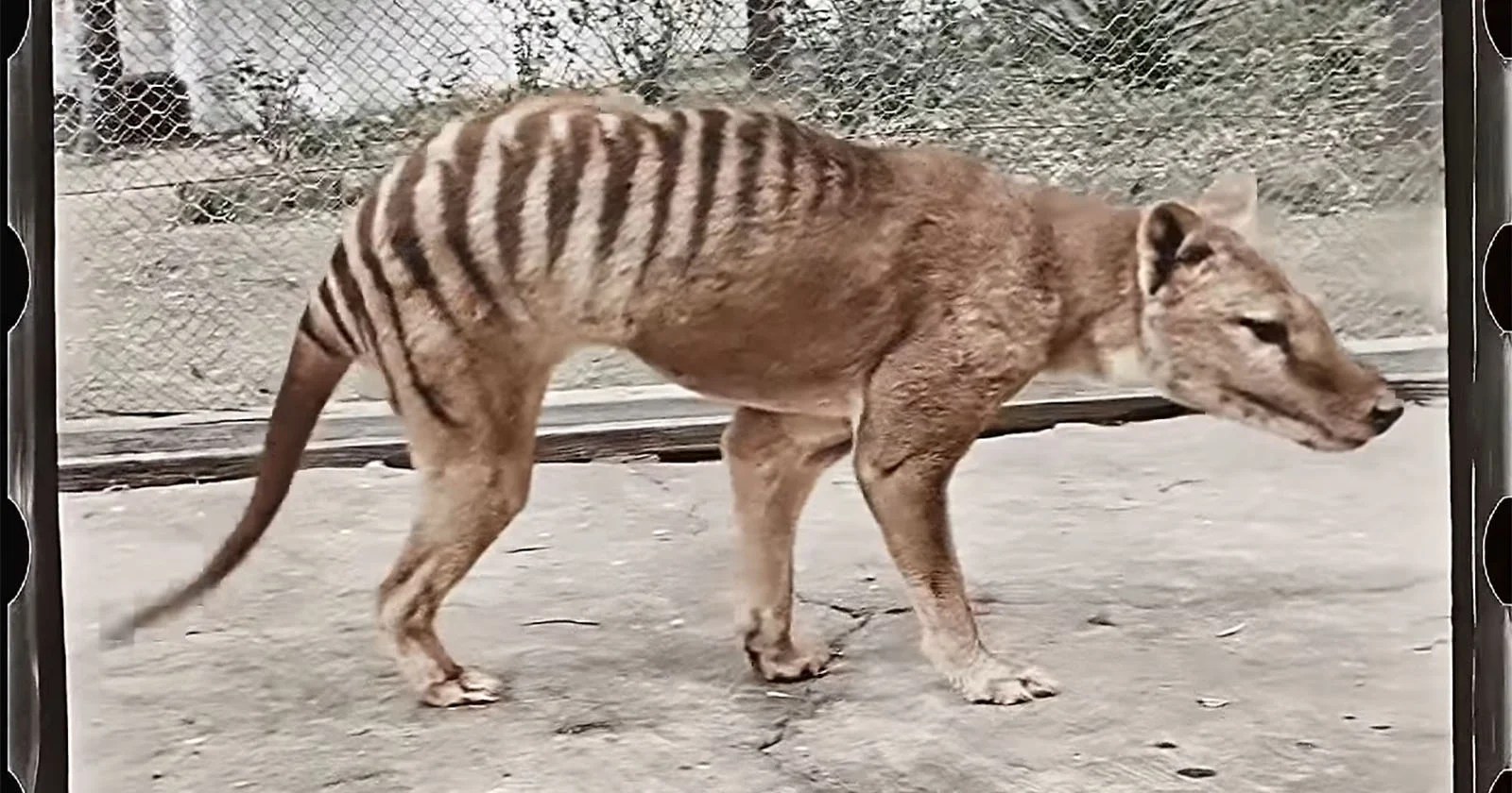 Tasmanian Tiger Still Alive