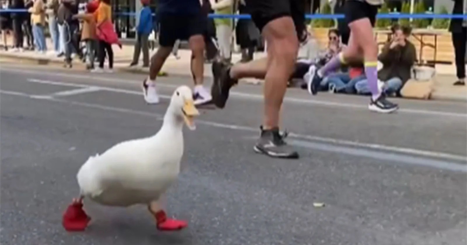 Duck Runs the NYC Marathon Wearing bed Running Shoes PetaPixel