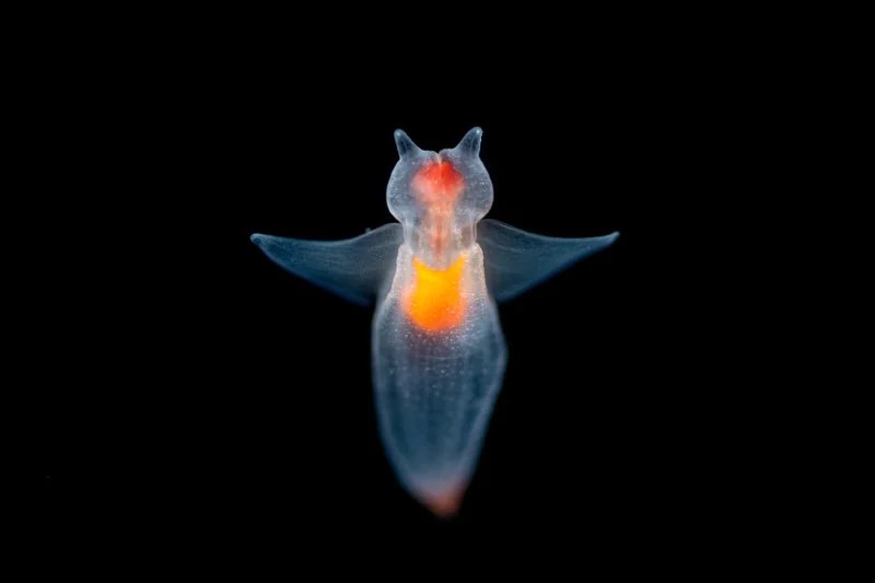 Into the Deep Photos of Incredible Creatures from the Ocean's Depths