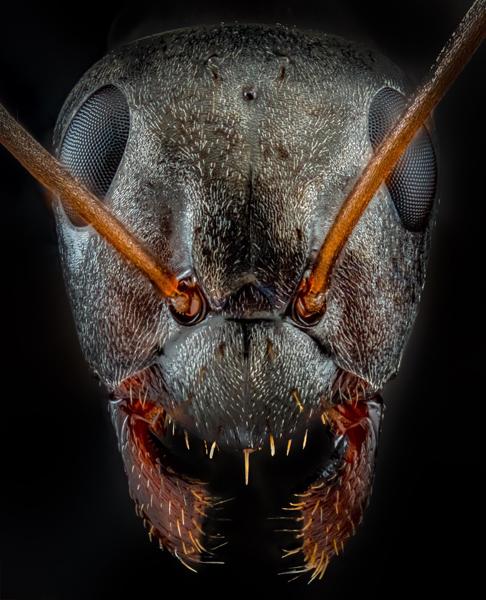 List 32+ Background Images what is this a photo for ants Superb