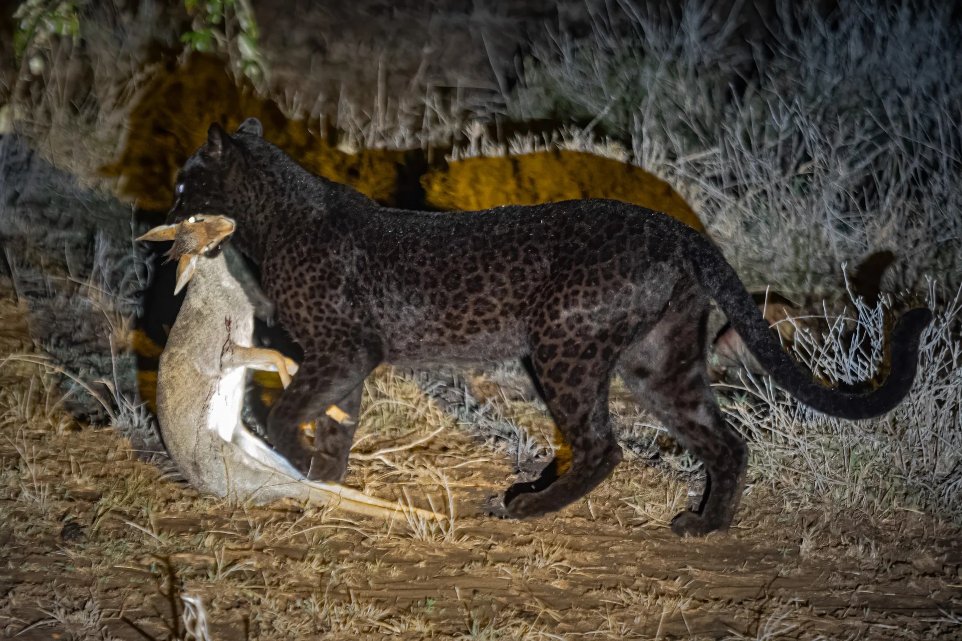 Photographer Tracks Down UltraRare Black Panther in Africa PetaPixel