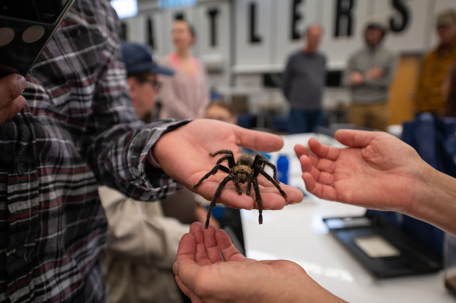 Photos of the Tarantula Migration Through a Small Town in Colorado