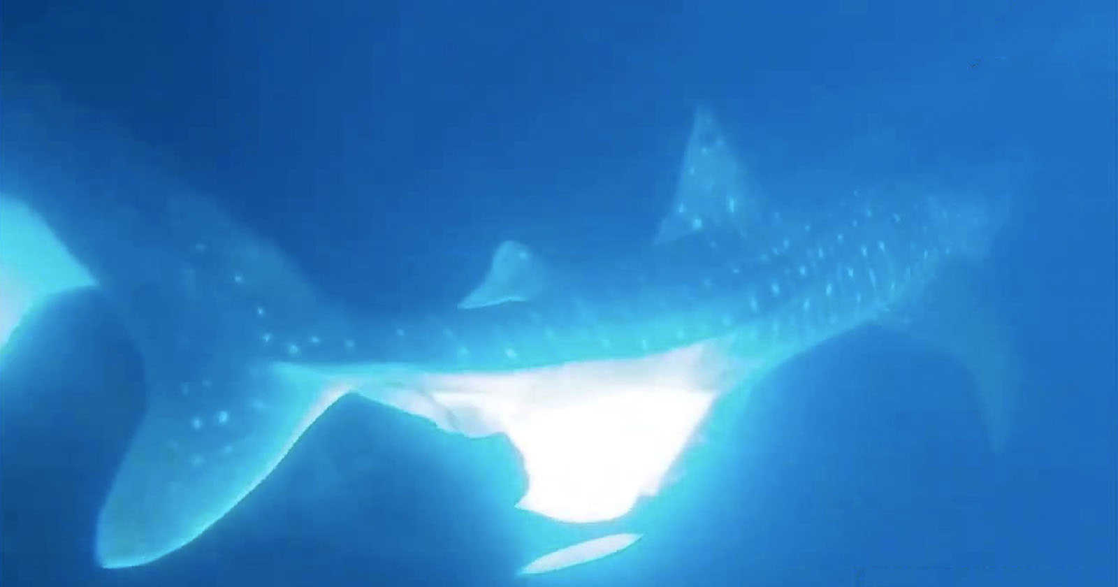 killer whale shark liver Rare footage captures an orca ripping out a
