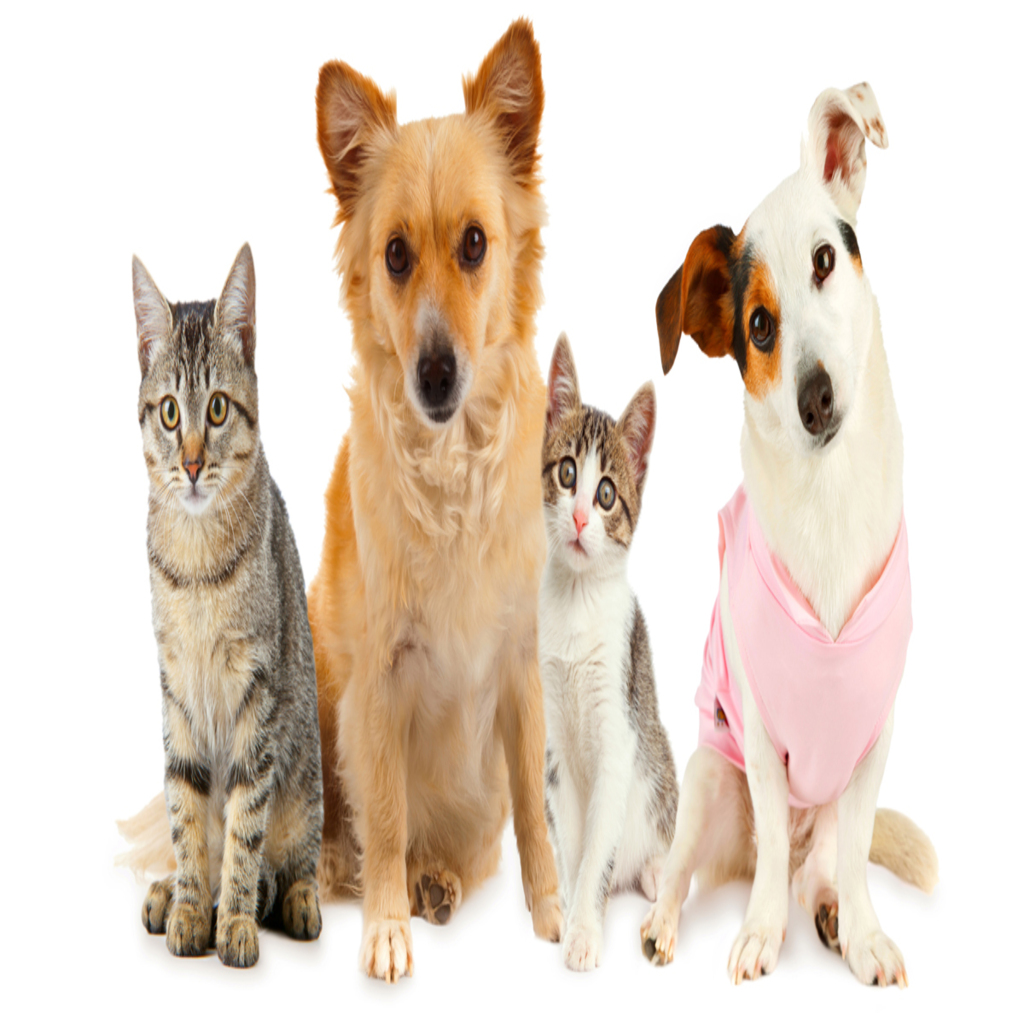 The Ultimate Guide to Giardia in Dogs and Cats What it is, symptoms