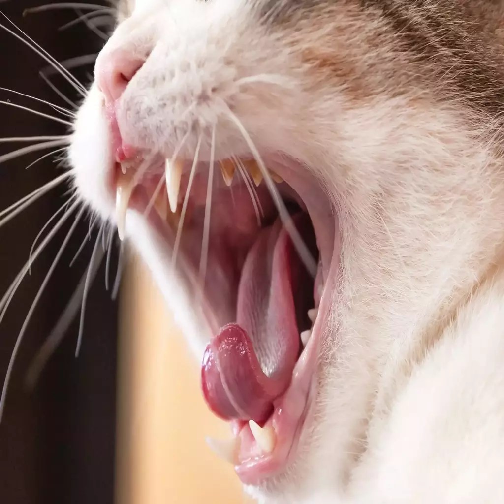 The Perfect Guide to Abscess In Cat Petazon