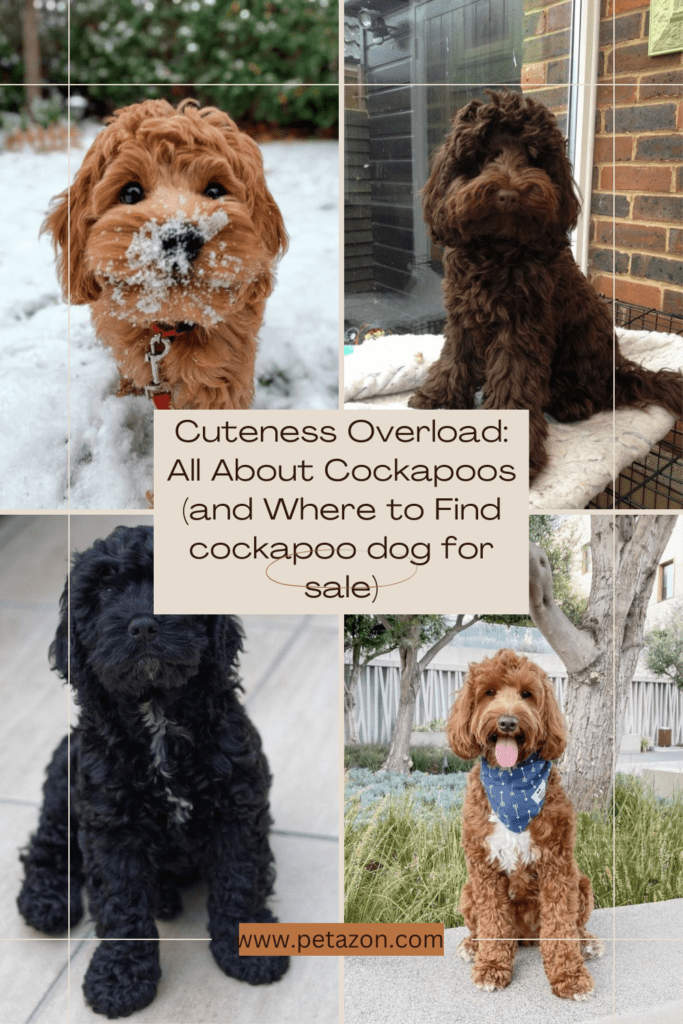 Cuteness Overload All About Cockapoos (and Where to Find cockapoo dog