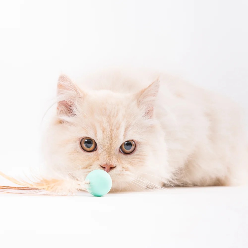 Cat Toy Bouncy balls3 pieces Pet Barn