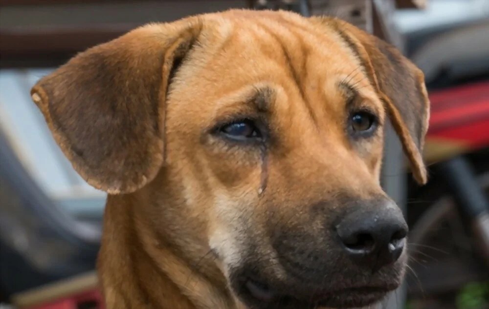 Why Dogs Cry and How to Help Them Tips and Solutions Pet Barn