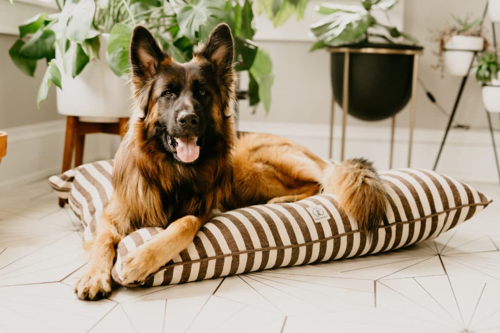 Things To Search for When Buying Luxury Dog Beds Pet Beds Australia