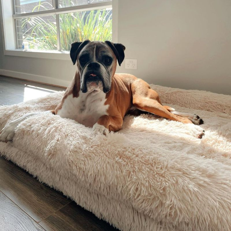 A Specific Needs that Requires for the Kind of Bed Should Have Pet