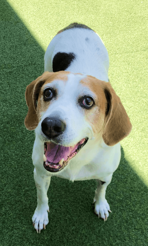 Pet Boarding Near Me 45255 Pet Boarding Cincinnati Cincinnati, OH