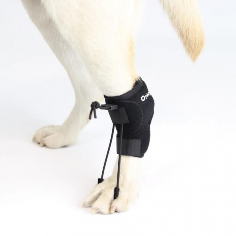 Pet braces We are experts in wheelchairs and harnesses for dogs with