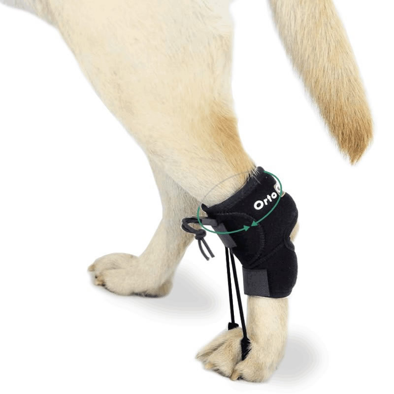 Pet braces We are experts in wheelchairs and harnesses for dogs with