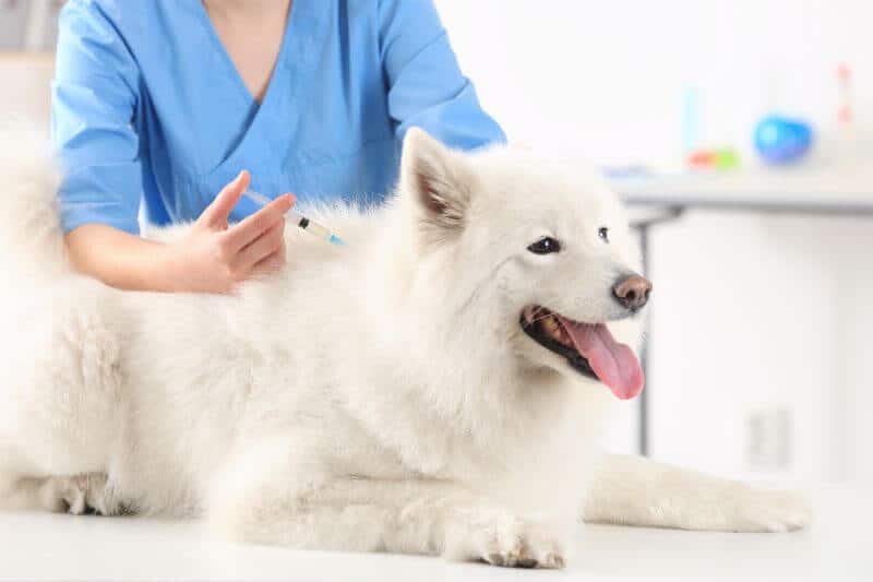 A Vet Explains Preventive Care & Medical Costs for a Dog PetBudget