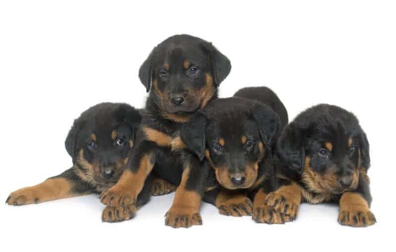 How Much is a Beauceron? The Price Guide with Calculator PetBudget