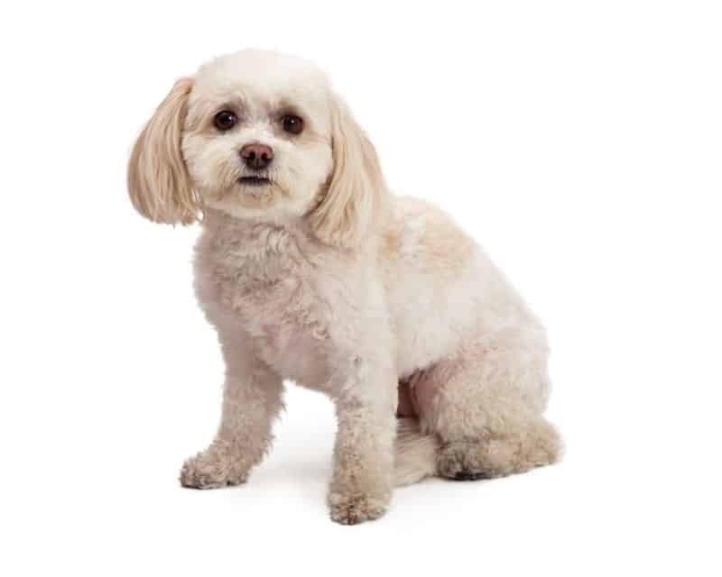 Cheapest Hypoallergenic Dogs. 23 Breeds Ranked by Cost PetBudget