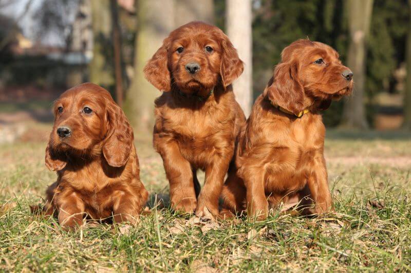Irish Setters Breeders in North Carolina PetBudget
