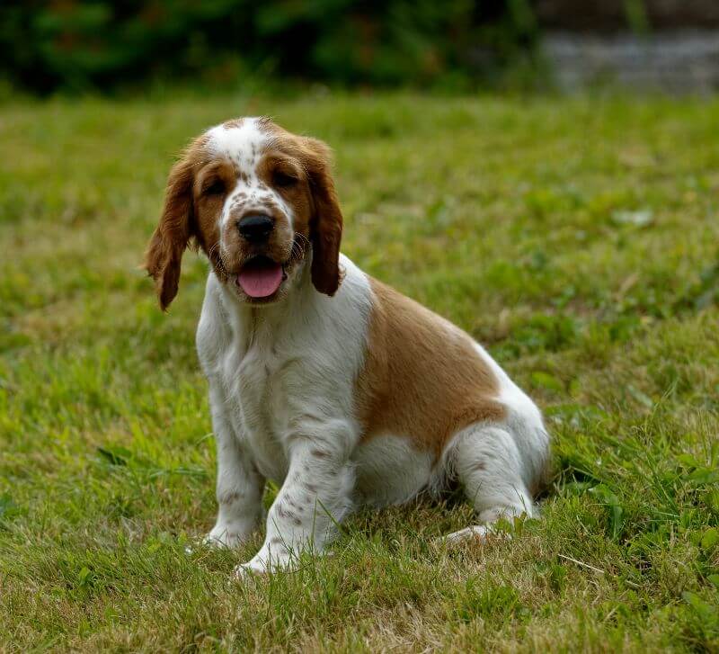 21 Best Ways to Find a Welsh Springer Spaniel to Adopt or Buy near You