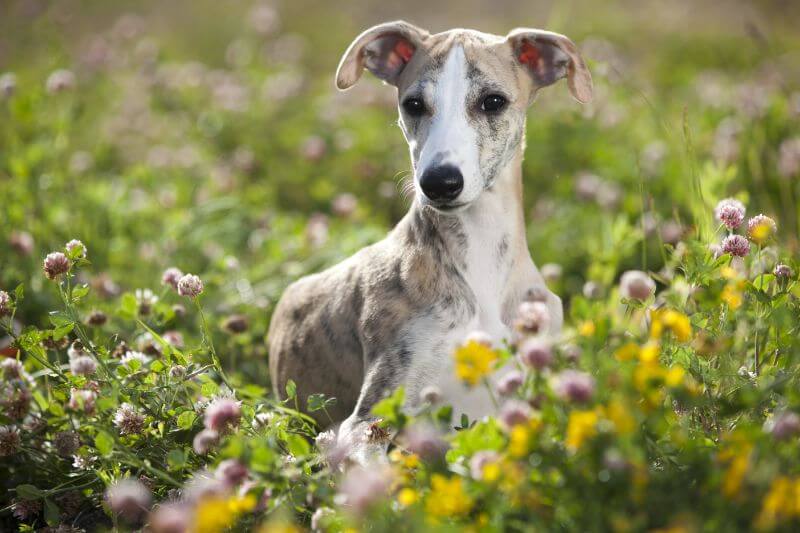 23 Best Ways to Find a Whippet to Adopt or Buy near You PetBudget