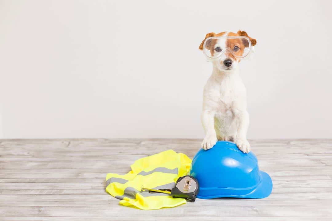 Reflective Dog Gear Essential for Safety and Visibility Petbytes