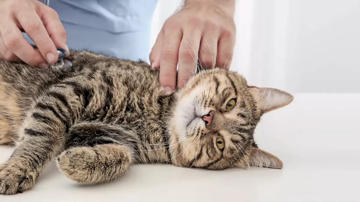How to treat a cat with urinary issues