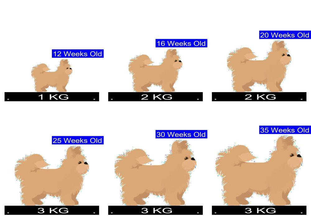 Pomapoo Growth Chart. Pomapoo Weight Calculator.