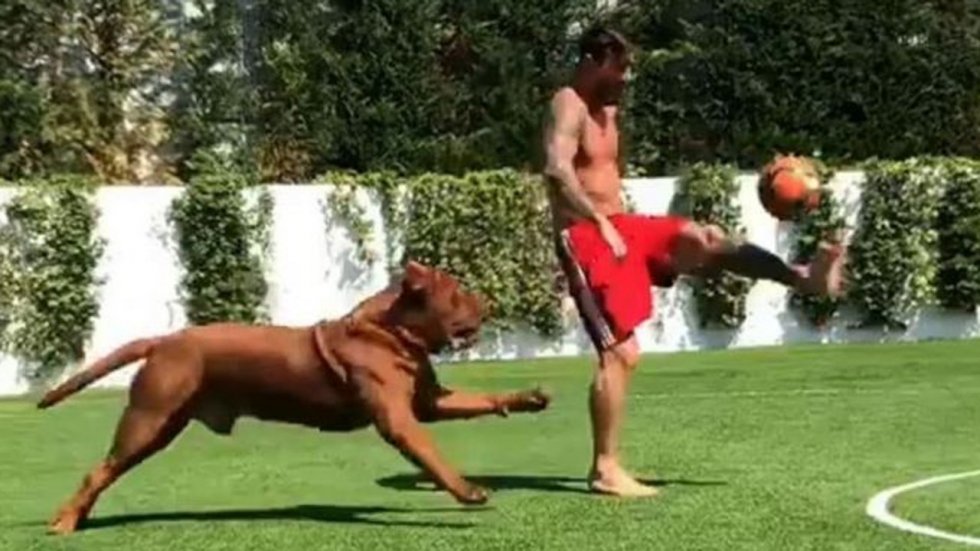 Cachorro do Messi Pet Caramelo