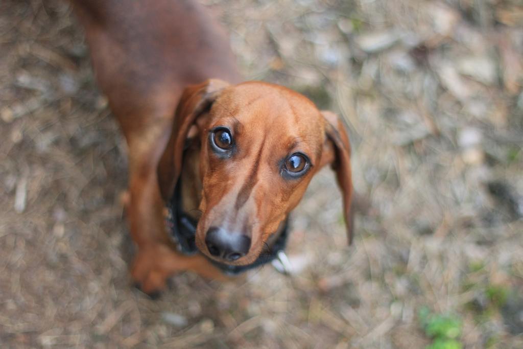 Quanto custa um Cão Salsicha? Qual o Preço e Valor do Filhote? Quanto custa um Cão Salsicha? Qual o Preço e Valor do Filhote?