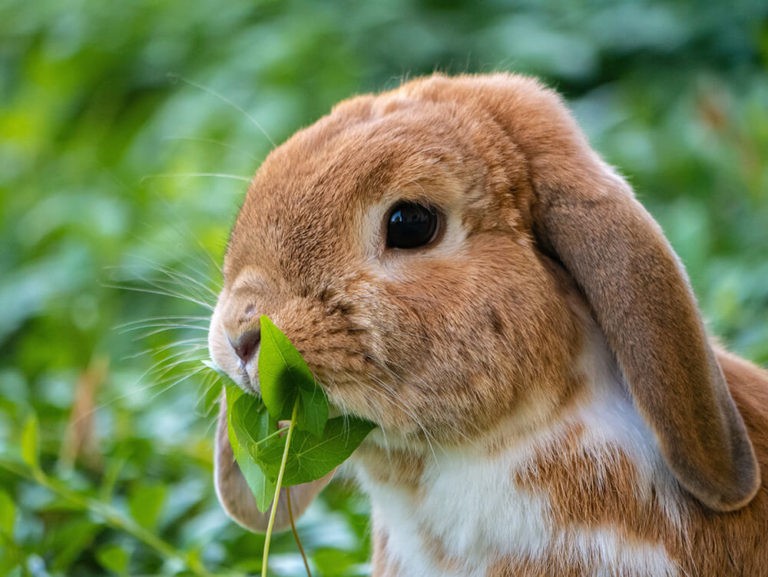 Can Rabbits Eat Grapes? Pet Care Advisors