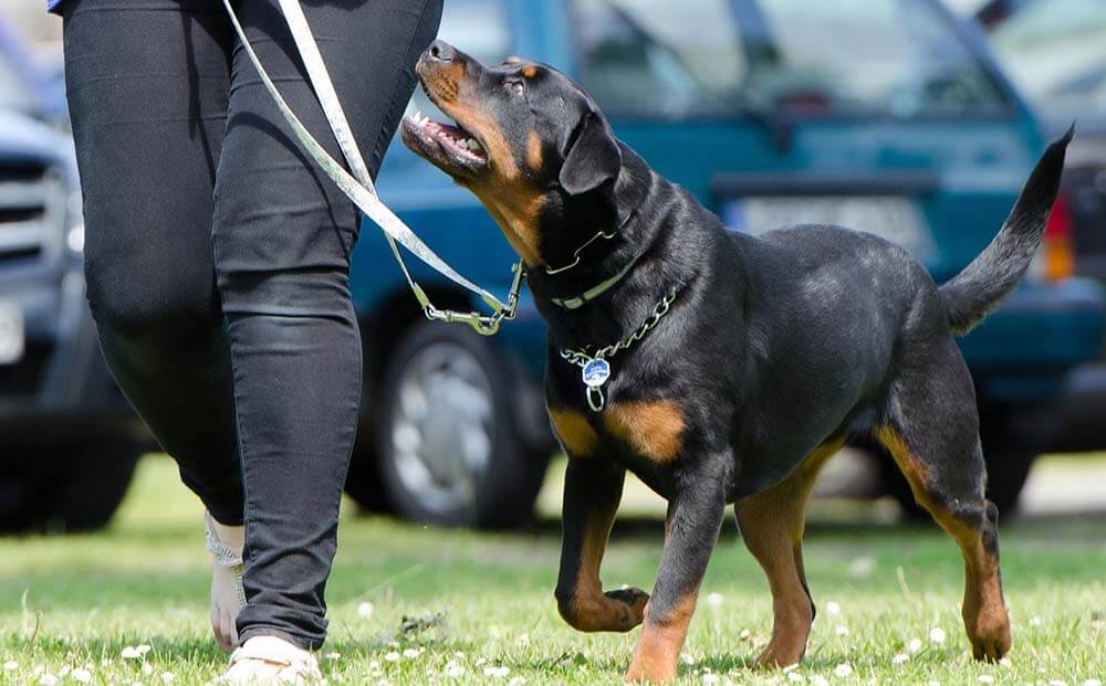 ﻿How to Stop My Dog From Peeing on My Bed Pet Care Advisors