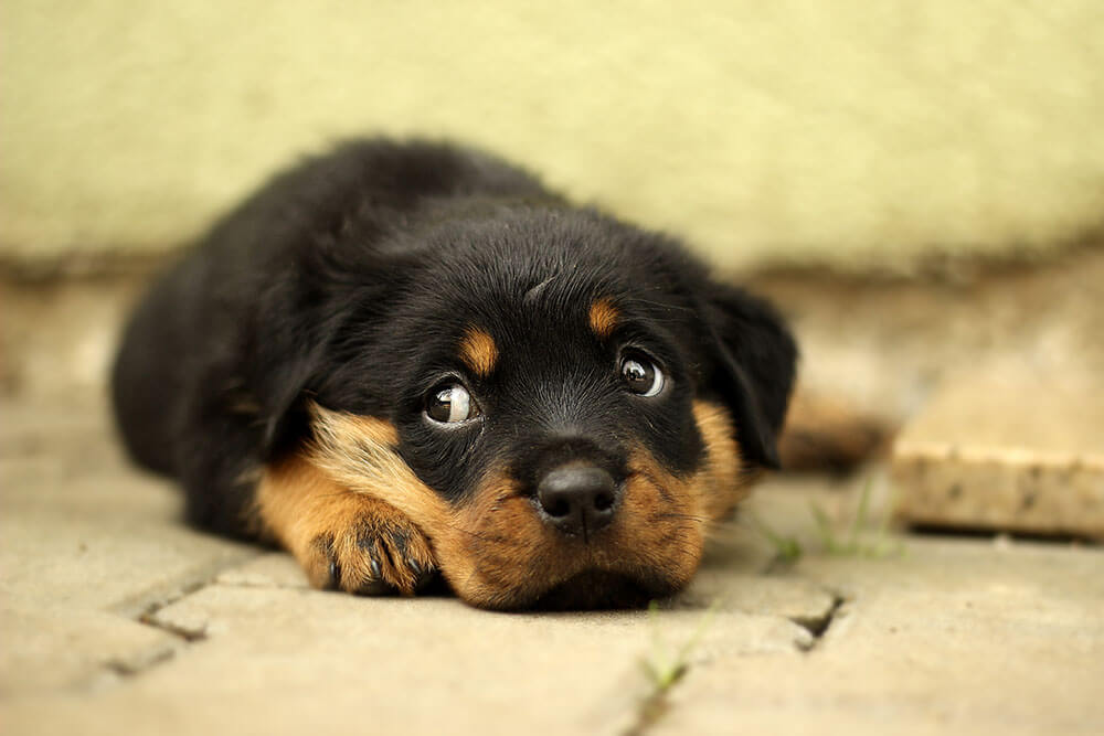 Are Rottweilers Easy to Train? Pet Care Advisors