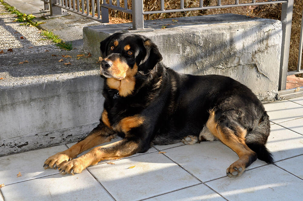 Are Rottweilers Smart? Pet Care Advisors