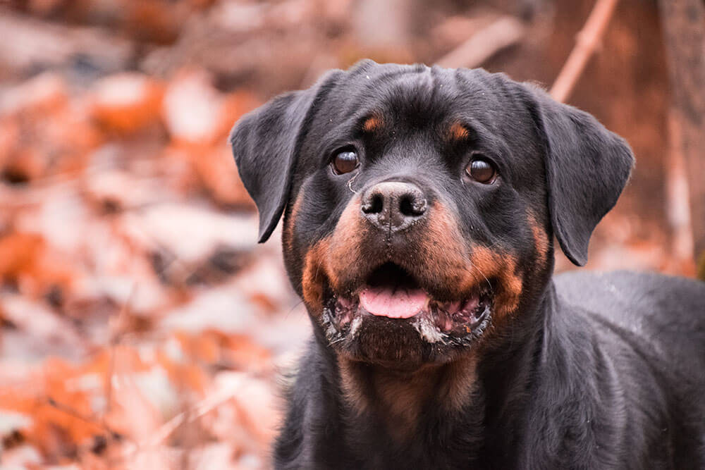 Are Rottweilers Smart? Pet Care Advisors