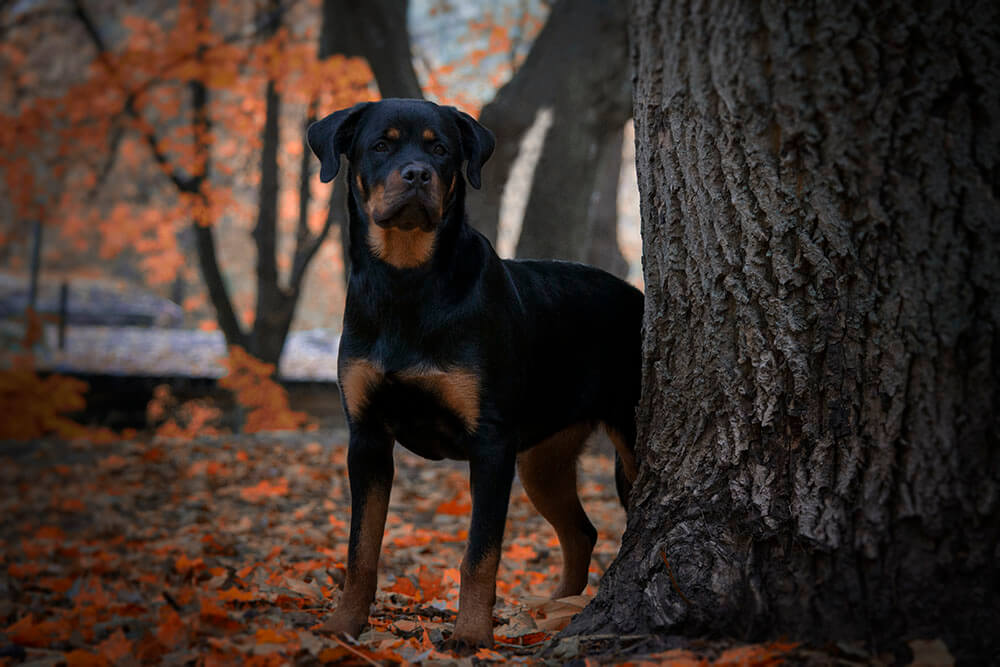 Are Rottweilers Smart? Pet Care Advisors