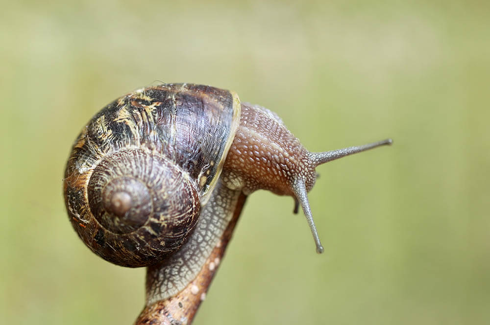 Do Snails Make Good Pets? Pet Care Advisors