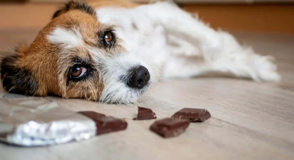 Bordetella in Dogs Pet Care Bytes