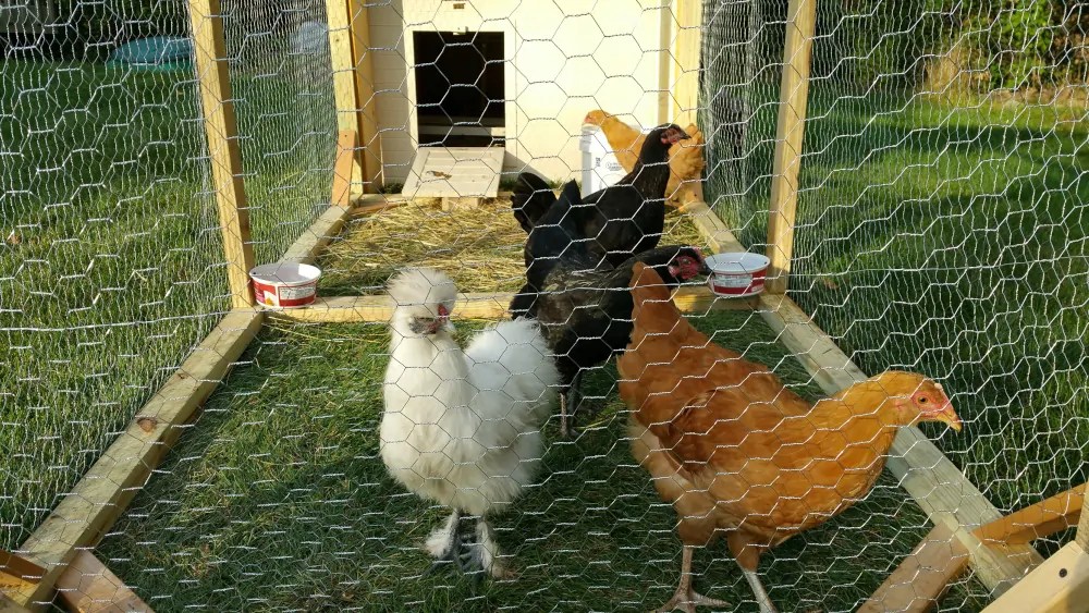 Why I decided to raise chickens with my family Pet Care Lounge