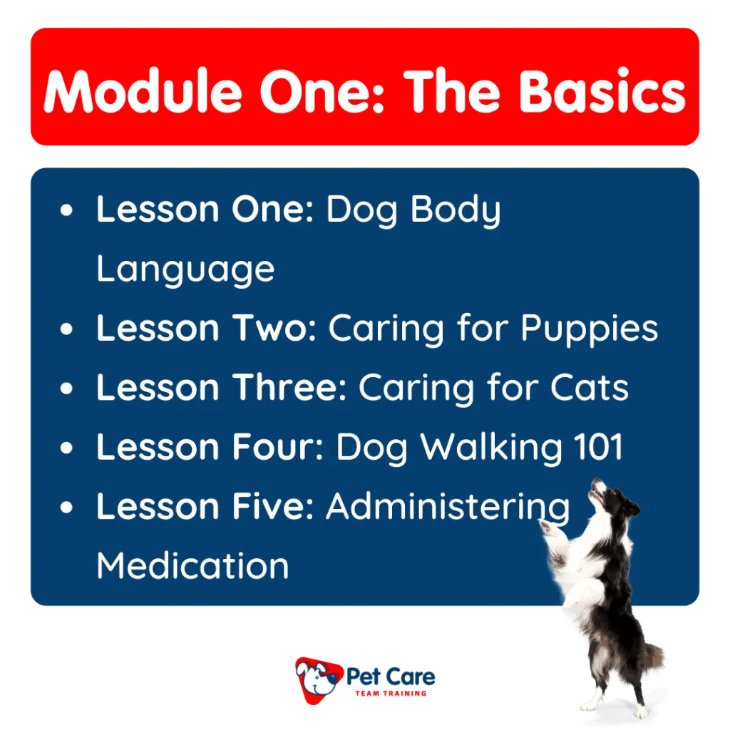 Video Training For Pet Sitters and Dog Walkers Pet Care Team Training