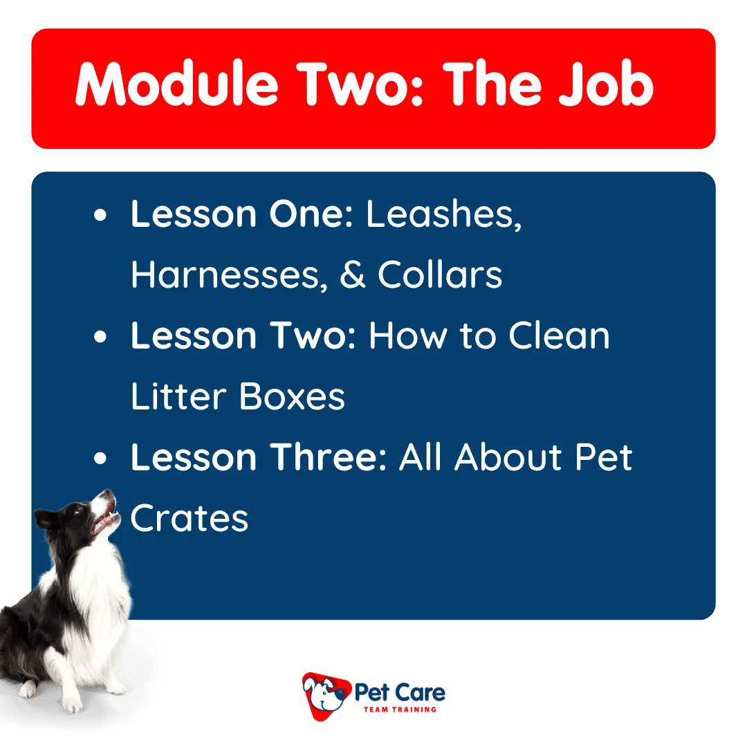 Video Training For Pet Sitters and Dog Walkers Pet Care Team Training