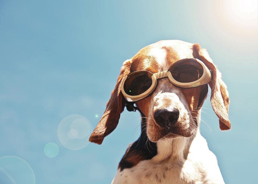 Is Your Dog Are Still at Risk for Sunburn, Even Though They Have Fur?
