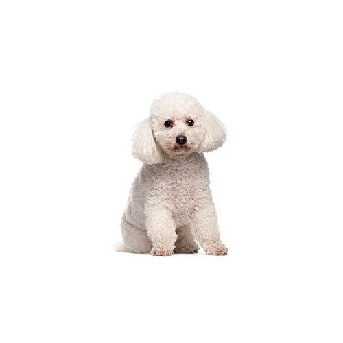 Bichon Frise Puppies PetCenter Old Bridge