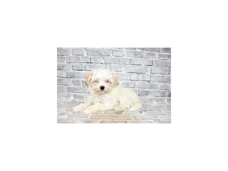 MalteseDOGMaleWhite3111539PetCenter Old Bridge
